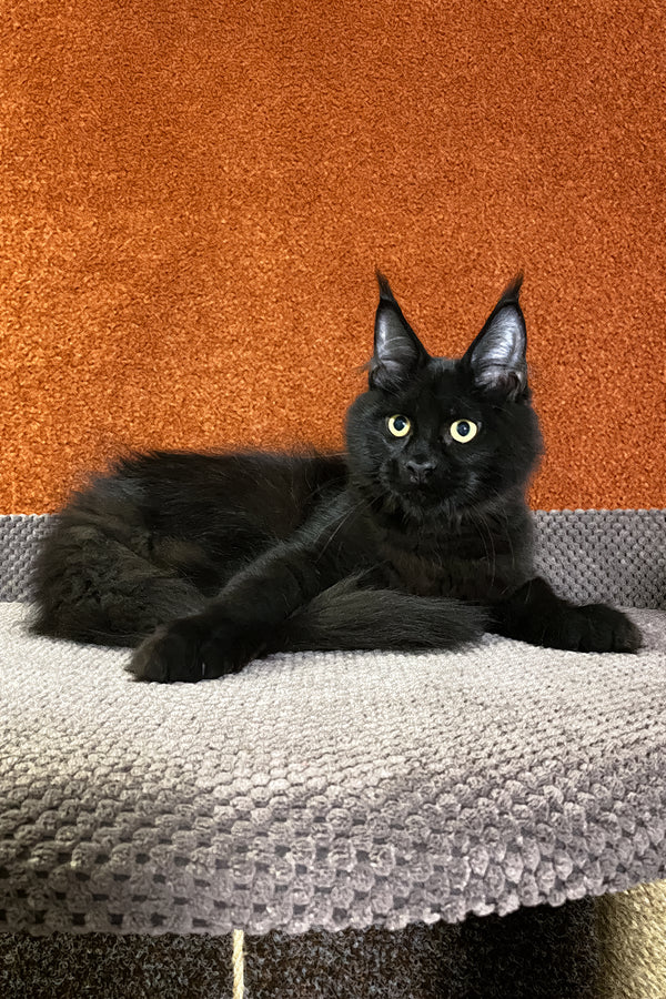 Izabel | Maine Coon Kitten