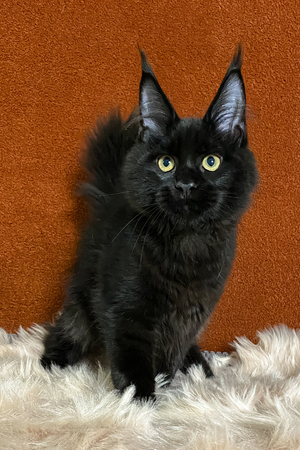 Izabel | Maine Coon Kitten