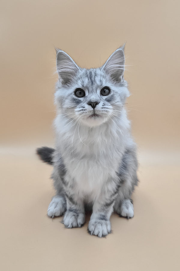 Izekiel | Maine Coon Kitten