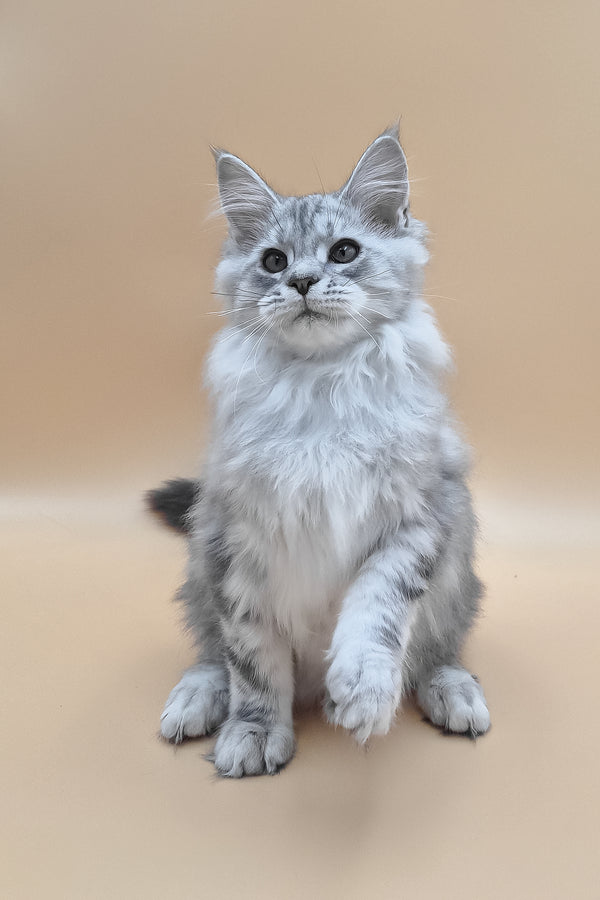 Izekiel | Maine Coon Kitten