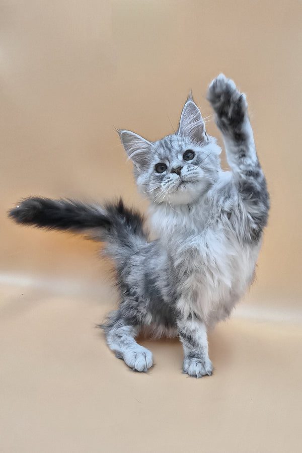 Izekiel | Maine Coon Kitten