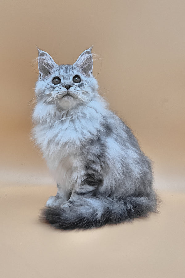 Izekiel | Maine Coon Kitten