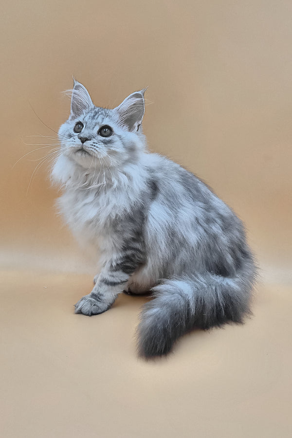 Izekiel | Maine Coon Kitten