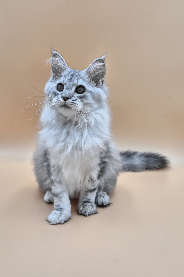 Izekiel | Maine Coon Kitten