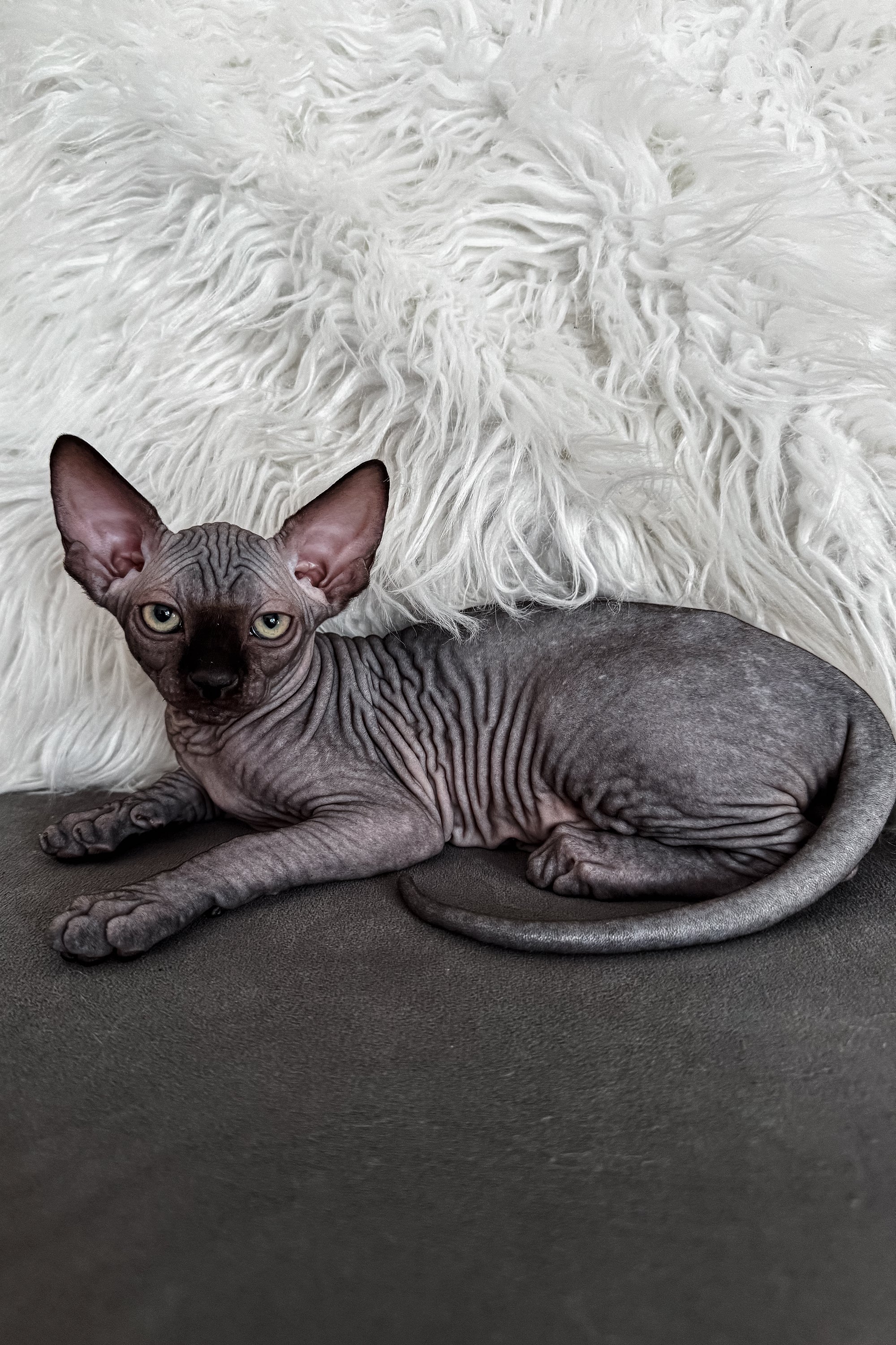 Meet Jackpot Your Dream Canadian Sphynx Kitten