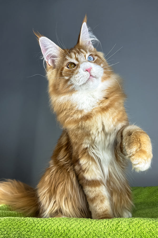 Kamal | Maine Coon Kitten