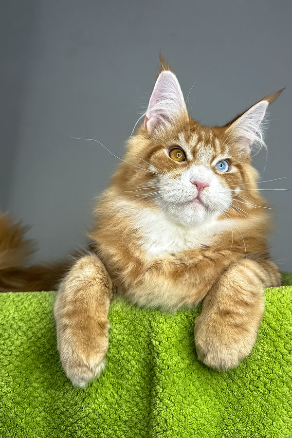 Kamal | Maine Coon Kitten