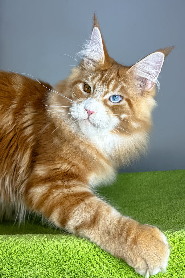 Kamal | Maine Coon Kitten