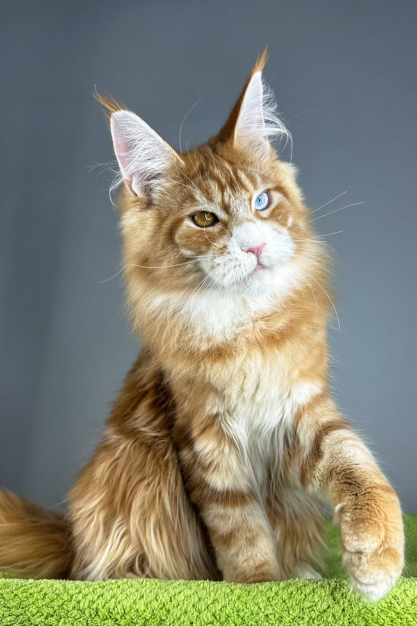 Kamal | Maine Coon Kitten