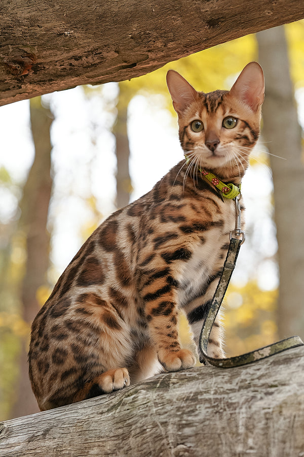 Kemal | Bengal Kitten