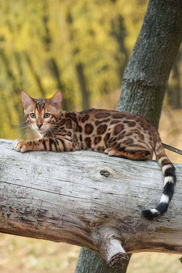 Kemal | Bengal Kitten