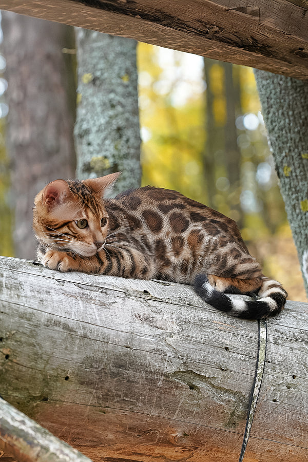 Kemal | Bengal Kitten