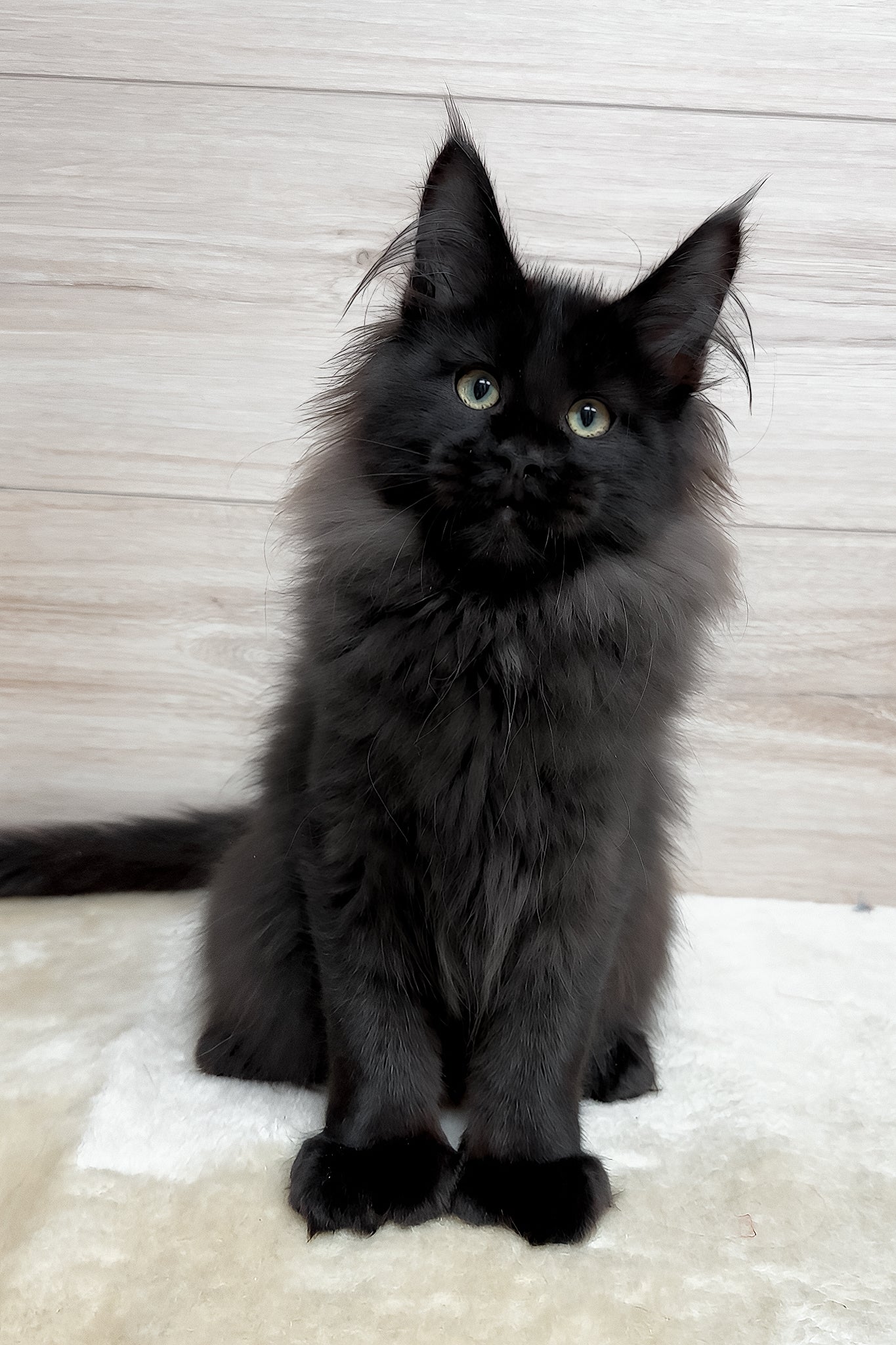 Klava Polydactyl Maine Coon Kitten with Captivating Yellow-Green Eyes