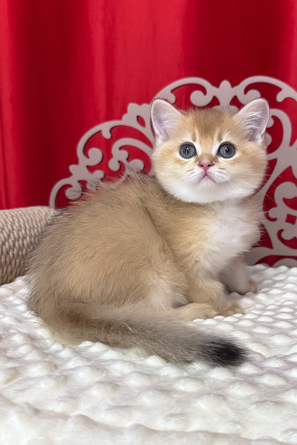Kristian | British Shorthair Kitten