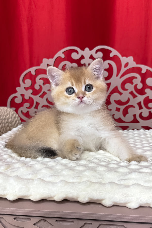Kristian | British Shorthair Kitten