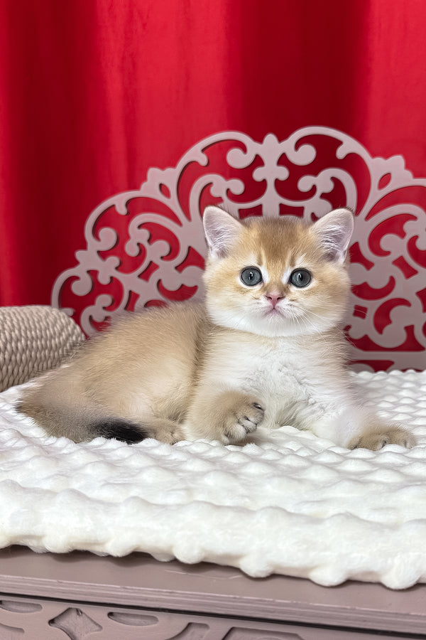 Kristian | British Shorthair Kitten