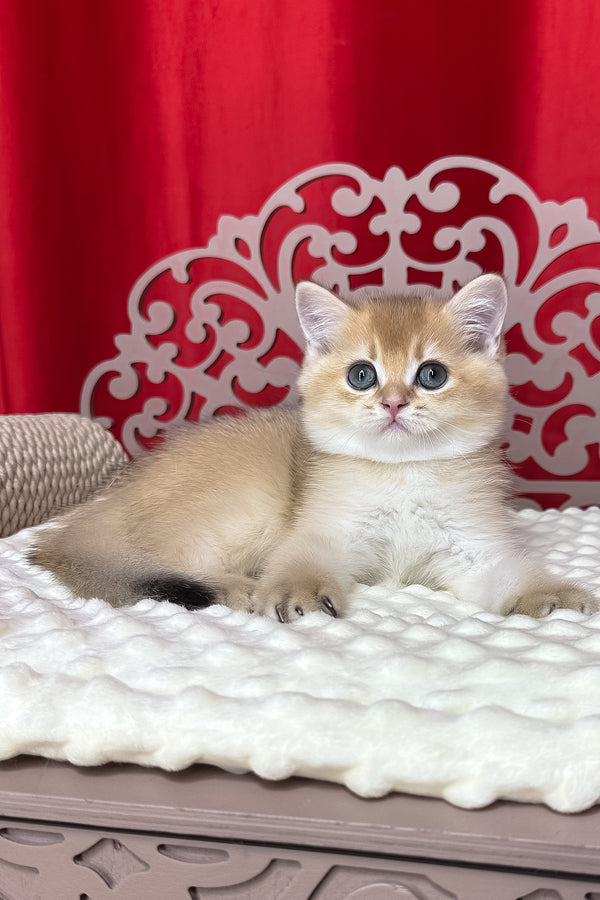 Kristian | British Shorthair Kitten