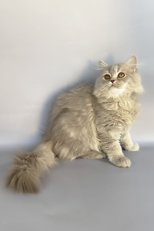 Kukla | British Longhair Kitten