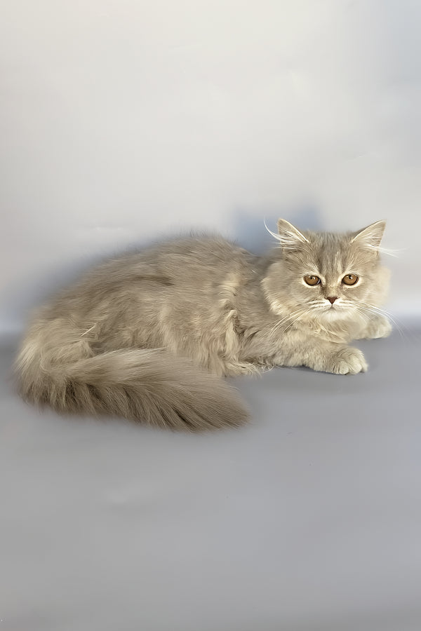 Kukla | British Longhair Kitten