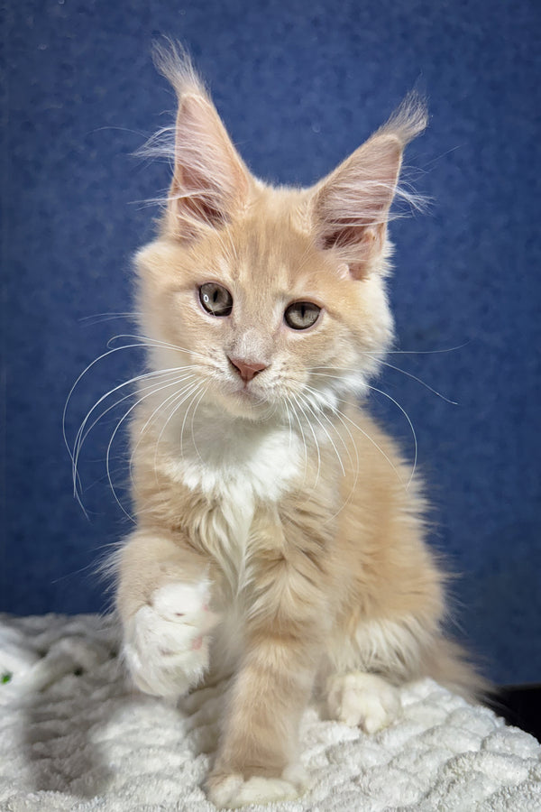 Kurt | Maine Coon Kitten