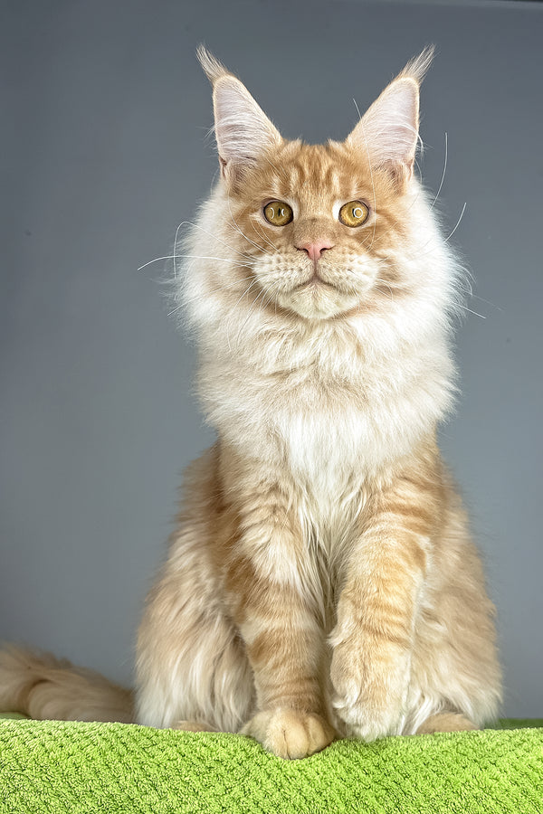 Leonardo | Maine Coon Kitten