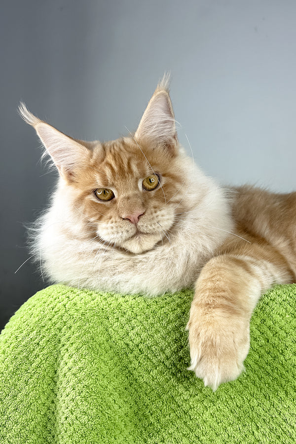 Leonardo | Maine Coon Kitten