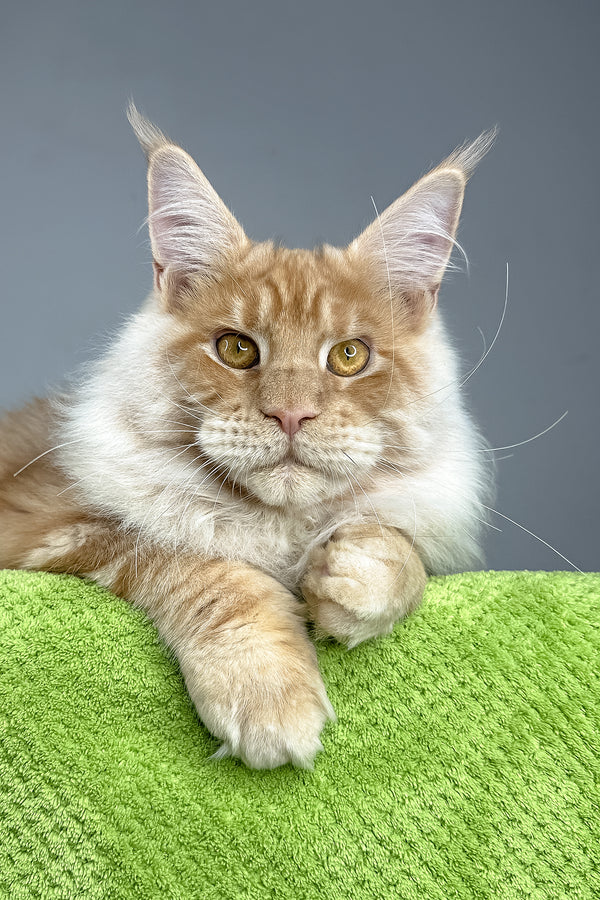 Leonardo | Maine Coon Kitten