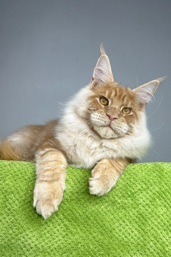 Leonardo | Maine Coon Kitten