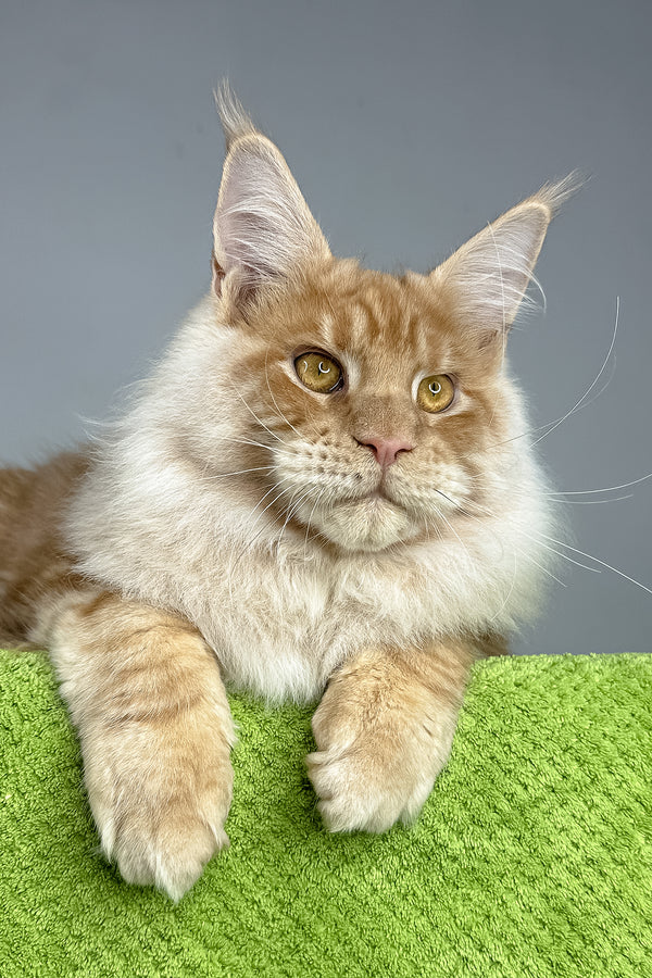 Leonardo | Maine Coon Kitten