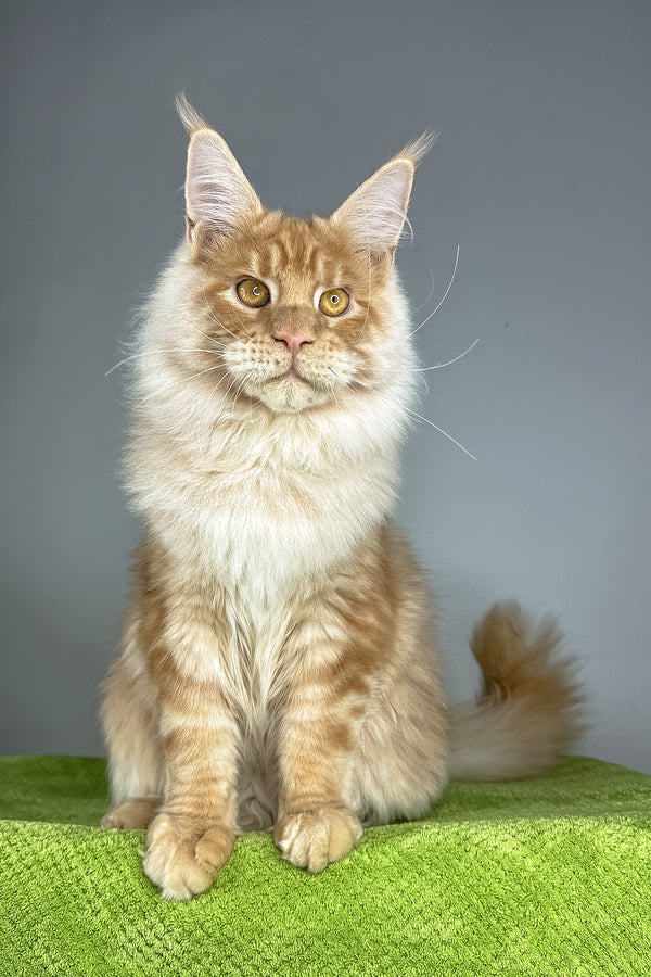 Leonardo | Maine Coon Kitten