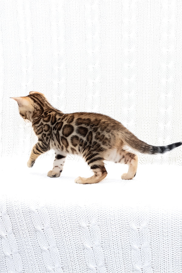 Mango | Bengal Kitten