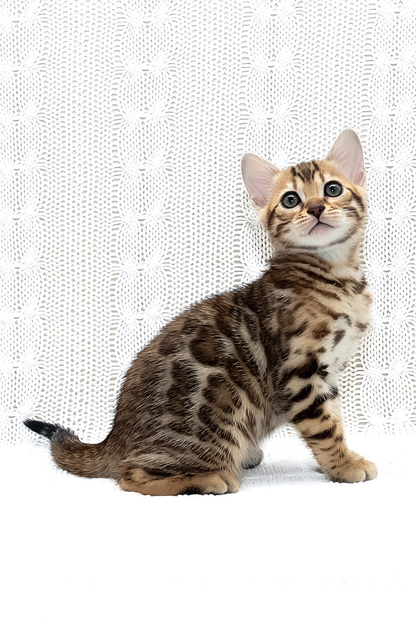 Mango | Bengal Kitten