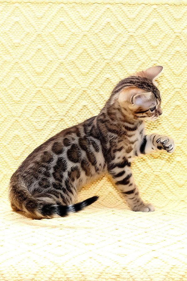 Mango | Bengal Kitten