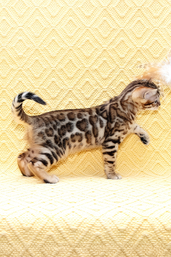 Mango | Bengal Kitten