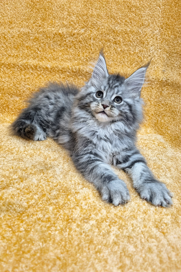 Marisska | Maine Coon Kitten