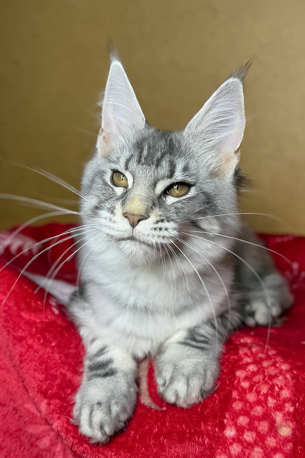 Mellisa | Maine Coon Kitten