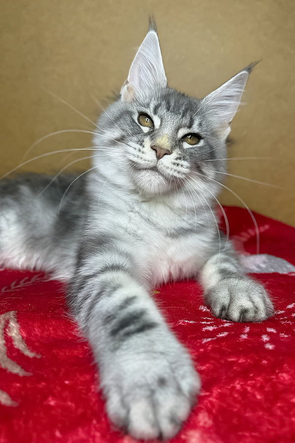 Mellisa | Maine Coon Kitten