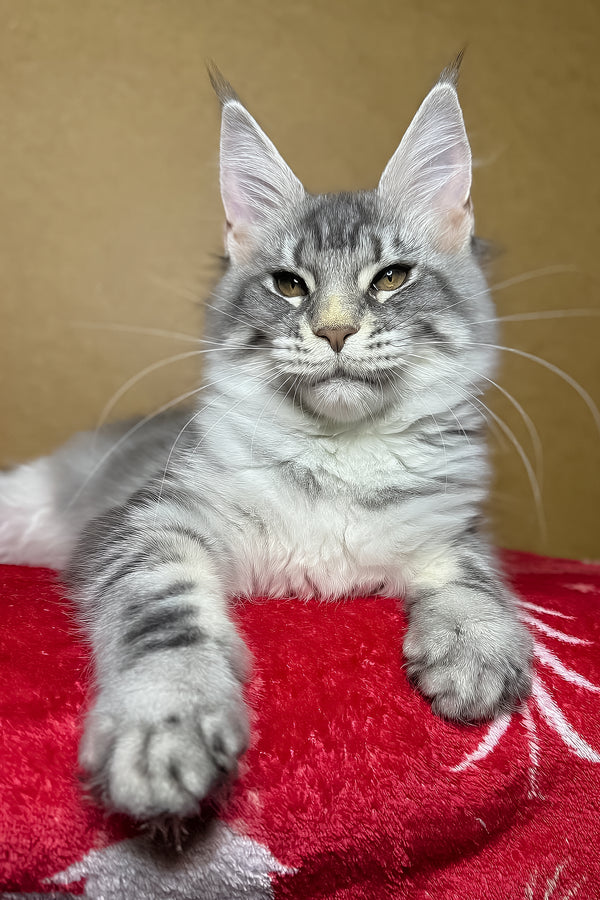 Mellisa | Maine Coon Kitten