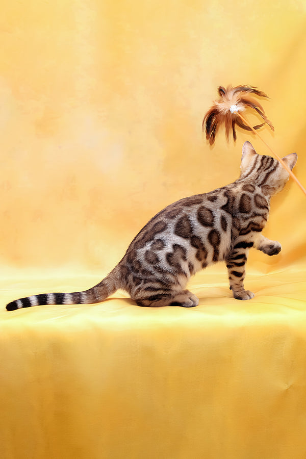 Mia | Bengal Kitten