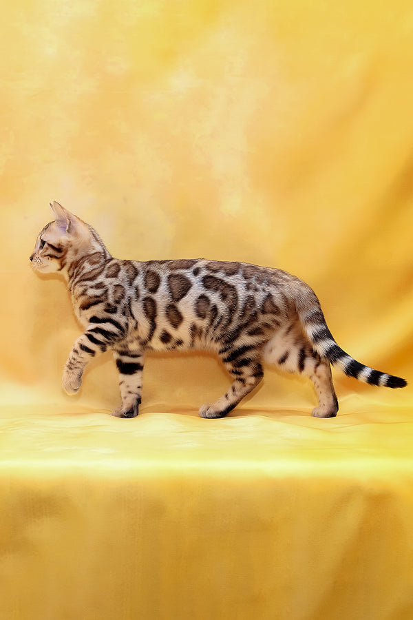 Mia | Bengal Kitten