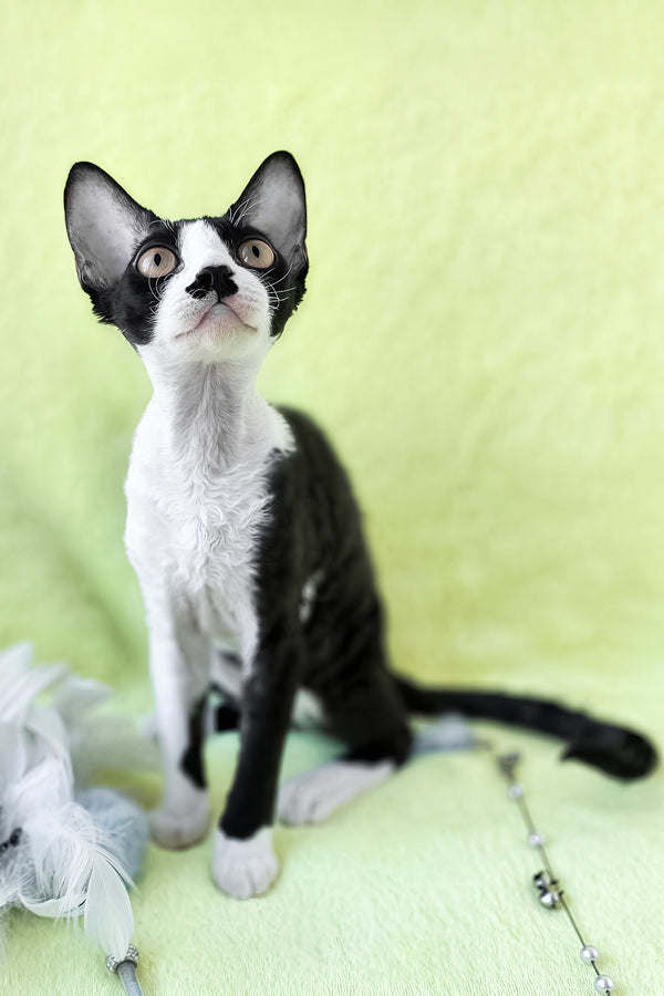 Wanessa | Devon Rex Kitten