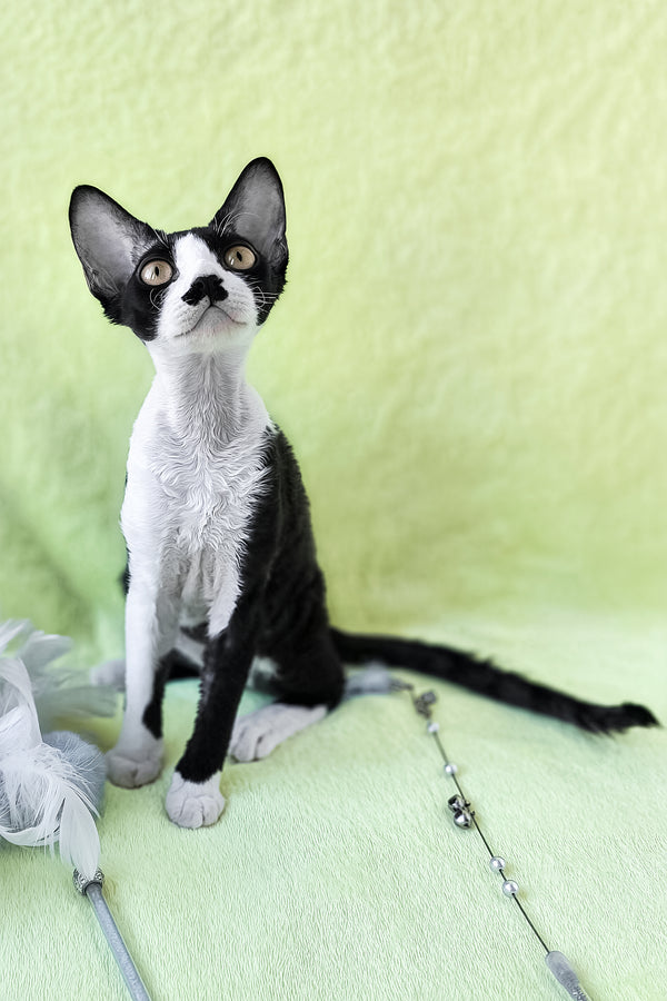 Wanessa | Devon Rex Kitten