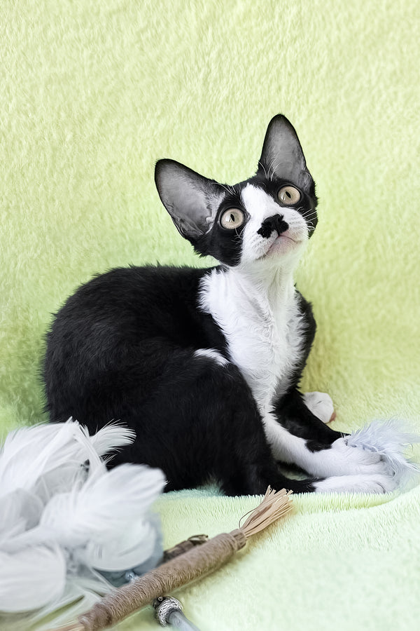 Wanessa | Devon Rex Kitten