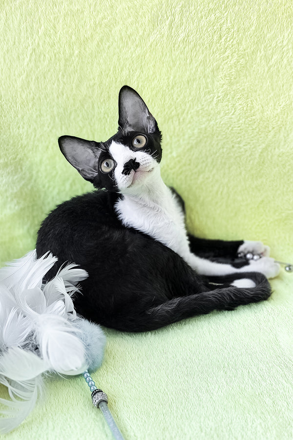 Wanessa | Devon Rex Kitten
