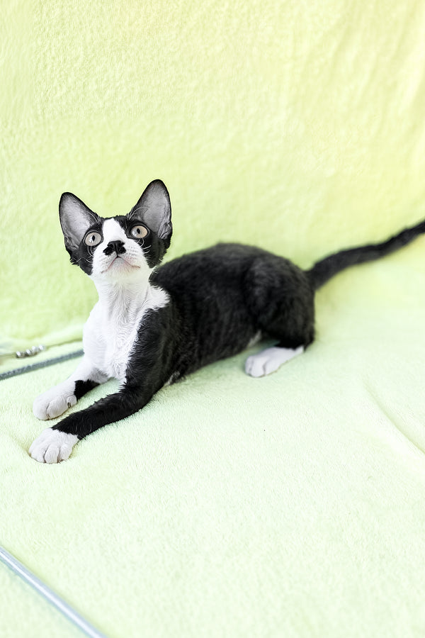 Wanessa | Devon Rex Kitten