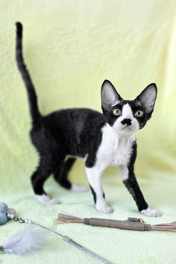 Wanessa | Devon Rex Kitten