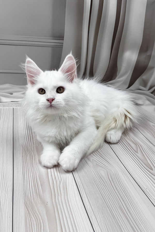 Neony | Maine Coon Kitten