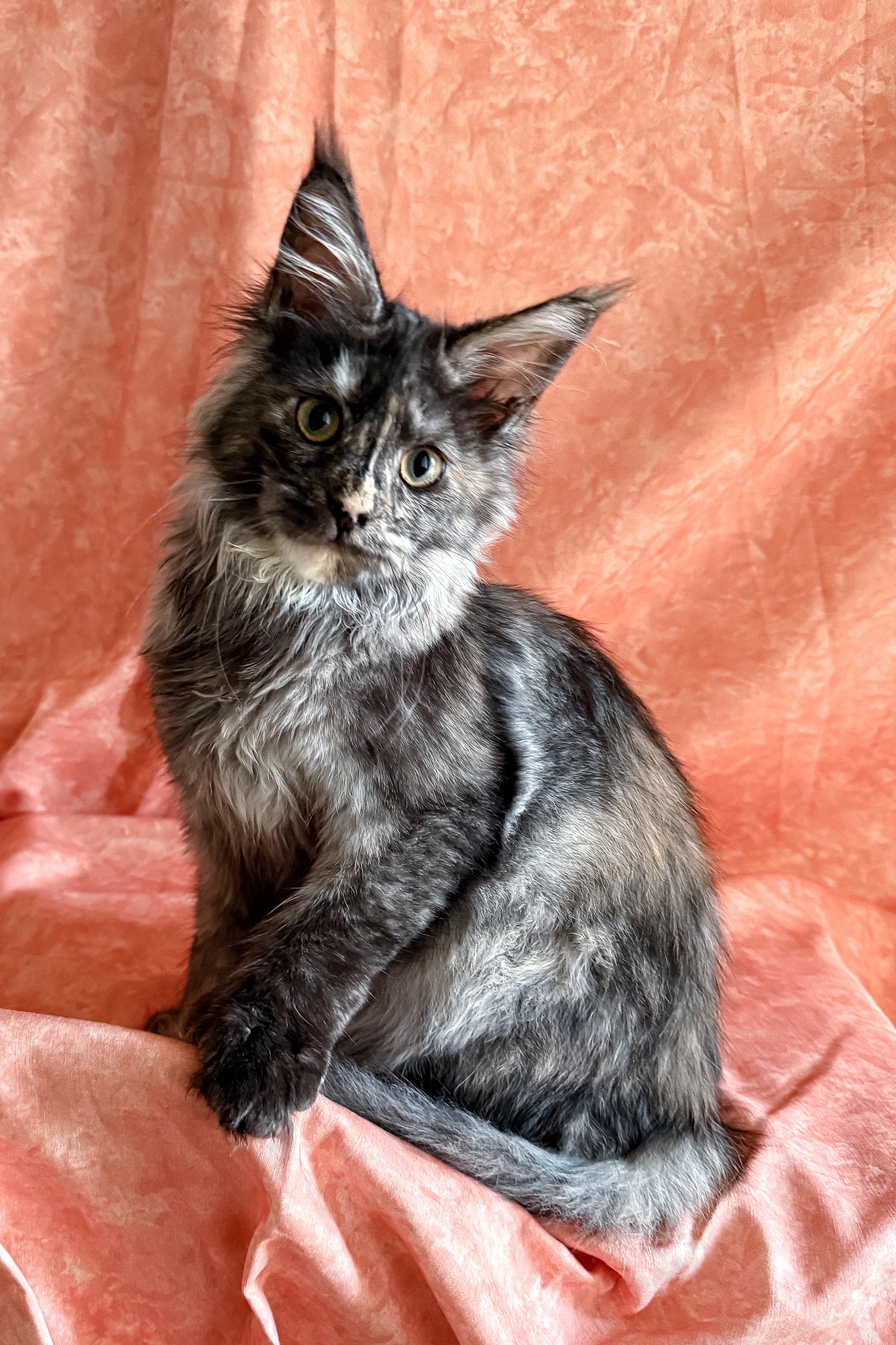 Meet Olivia Your Charming Polydactyl Maine Coon Kitten