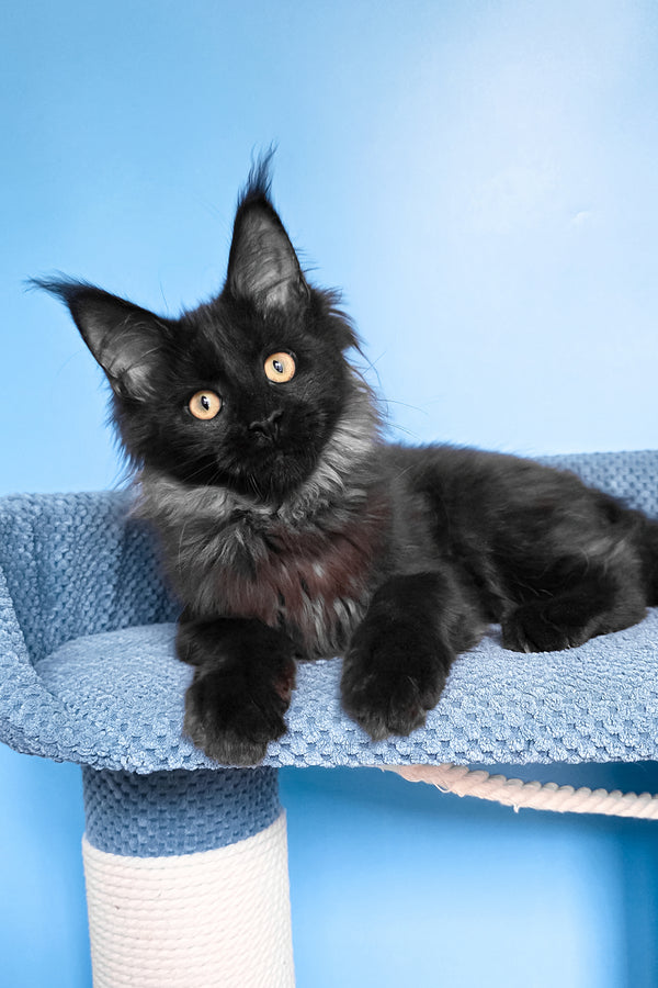 Patricia | Maine Coon Kitten