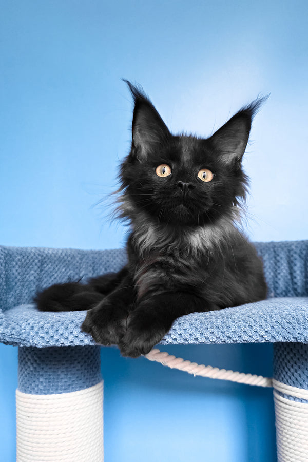 Patricia | Maine Coon Kitten